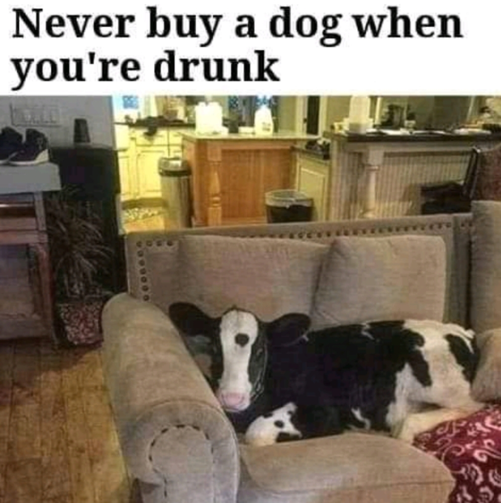 I love cows.